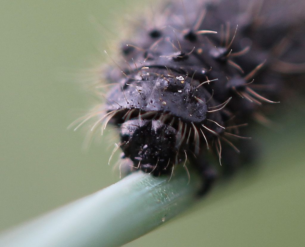 Bruco....? Larva di Chrysomelidae (Galeruca?)